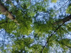 -黄海国家森林公园