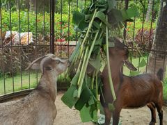 -西双版纳融创皇冠假日度假酒店