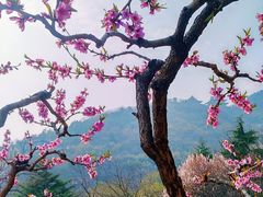 -石老人观光园