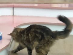 -1013 PET SHOP 宠物商店(近铁城市广场店)