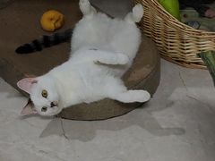 -艾贝尔宠物医院 ·内科全科(梁溪路店)