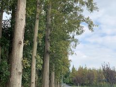 -上海长兴岛郊野公园