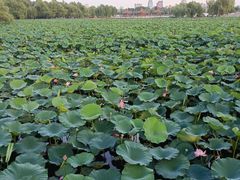 -长春市南湖公园