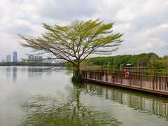 -海珠湖公园