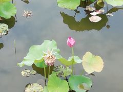 -荷塘月色湿地公园·向阳花洲