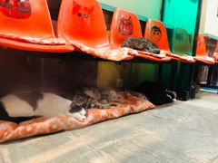 -猫咪博物馆(顶澳仔猫街店)