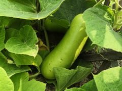 -重元寺香积厨素斋馆