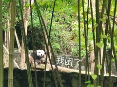 -都江堰中华大熊猫苑