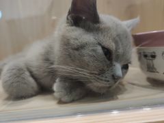 -屋虎猫馆(宝安大仟里店)