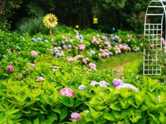 -上海共青森林公园