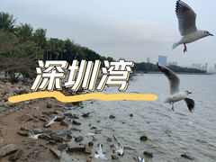 -深圳湾公园(南山区)