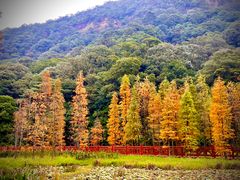 -广州市石门国家森林公园
