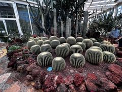 -昆明植物园