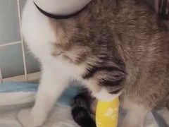 -艾吉宠物医院·疑难杂症转诊中心·猫友好(碧江路院)