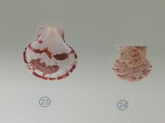 -青岛贝壳博物馆