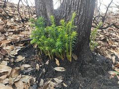 -缙云山景区