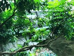 -小洲村