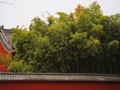 -洛阳白马寺