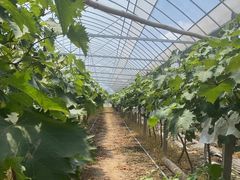 -马陆小张葡萄园农家乐