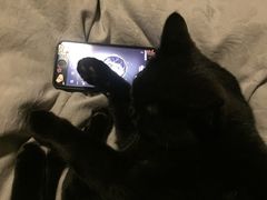 -宠颐生宠物医院·心肾内科·猫专科诊疗中心宠巢店