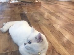 -袖虎·猫馆(体育西路店)