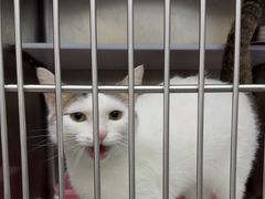 -可蒙动物医院·猫科·骨科中心(首义路店)