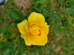 -镇坪县曙坪小学