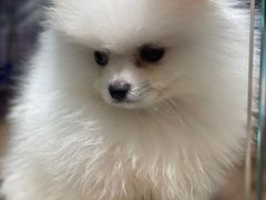 -FAELING PETS美天灵宠物(富力广场店)