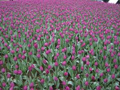 iphone_upload_pic-保利石象湖景区