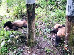 -中国大熊猫保护研究中心雅安碧峰峡基地