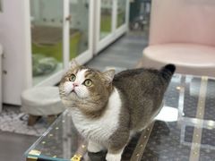 -青奢宠物·青奢猫舍