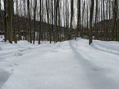 -原山国家森林公园