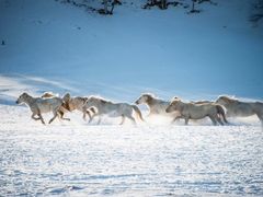 -塞罕坝国家级自然保护区