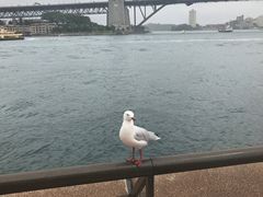 -悉尼歌剧院