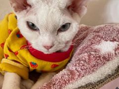 -猫腻·猫咖·撸猫馆(星光大道店)