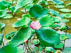 -广州莲花山旅游区