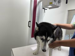 -达爱动物医院·犬猫分区·CT·复杂眼科(远洋山水分院)