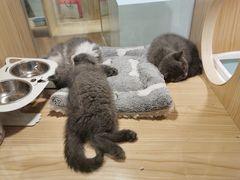 -屋虎猫馆(宝安大仟里店)