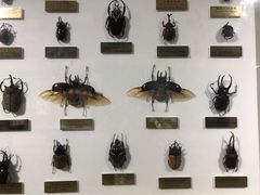 -上海昆虫博物馆