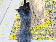 -三里屯东五街银杏大道