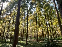 -黄海国家森林公园