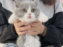 -lincat·猫舍(广州店)
