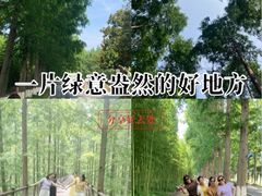 -黄海国家森林公园