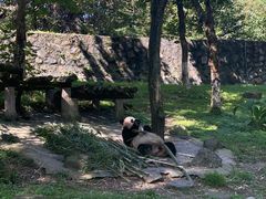 -都江堰中华大熊猫苑