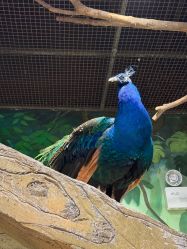 -Zoolung Zoolung动物主题公园(海信广场店)