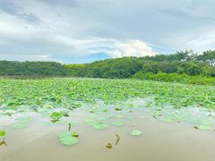 -大湾区中央湿地公园