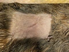 -瑞派康怡24h宠物医院·犬猫医疗中心·微创绝育(瑞景分院)