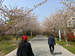 -高东镇樱花园