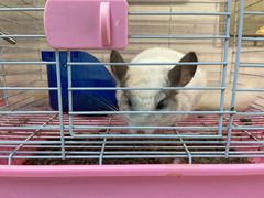 -青石桥花鸟鱼虫市场(叠翠城店)