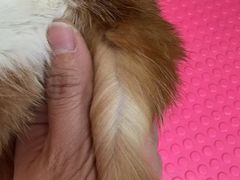 -唐小姐の猫狗洗护·购宠旗舰店(周浦万达店)